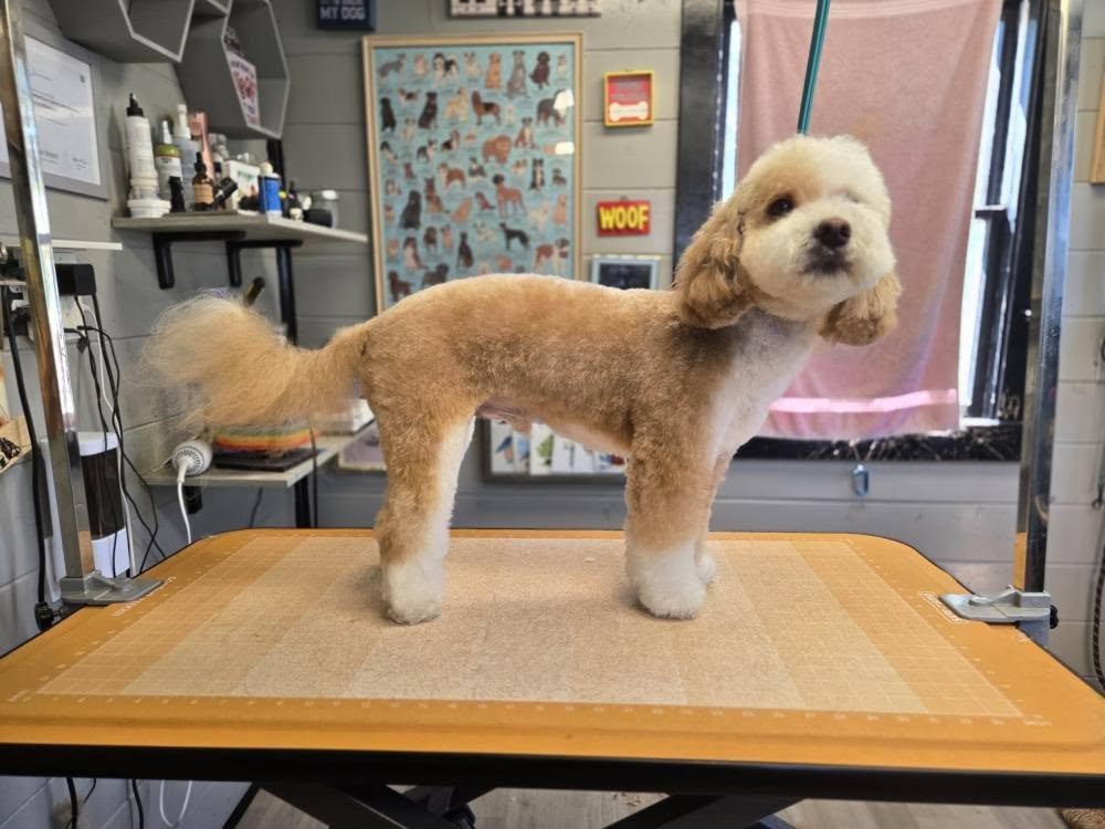 Beautiful grooming results