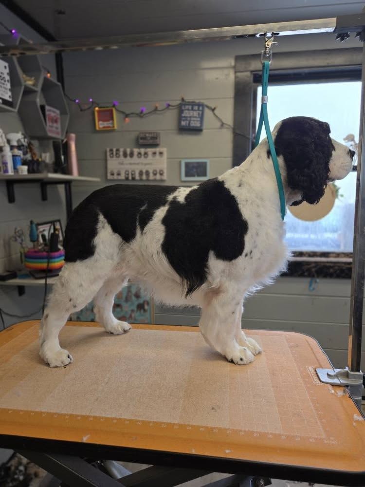 Beautiful grooming results