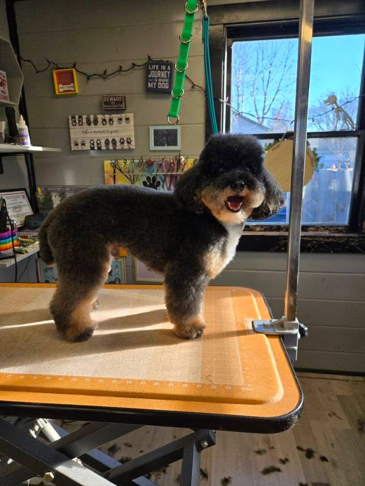Beautiful grooming results