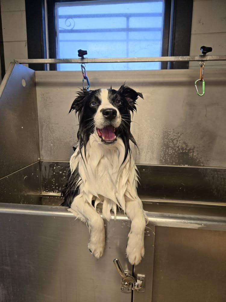 Beautiful grooming results
