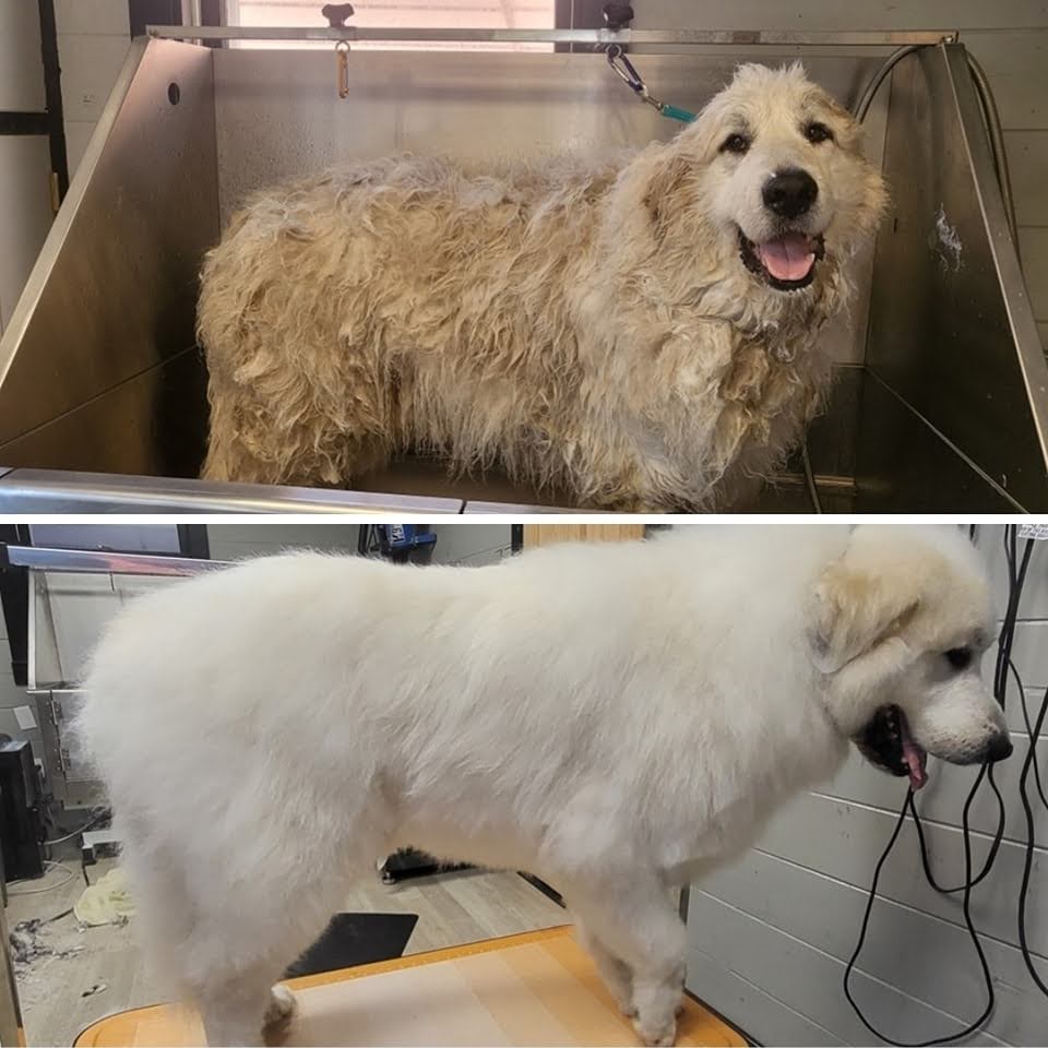 Beautiful grooming results