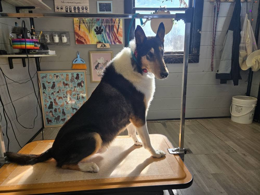 Beautiful grooming results